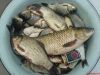 DSC00498.JPG